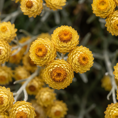 Helichrysum italicum